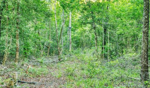 Photo #19 of TBD Chair Rd., Hemingway, SC 30.2 acres