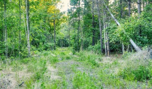 Photo #15 of TBD Chair Rd., Hemingway, SC 30.2 acres