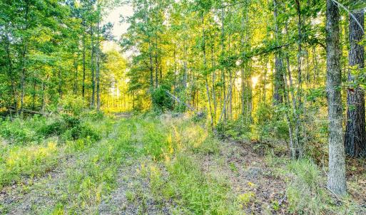 Photo #12 of TBD Chair Rd., Hemingway, SC 30.2 acres