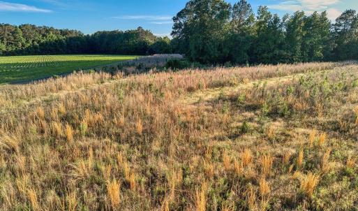 Photo #8 of TBD Chair Rd., Hemingway, SC 30.2 acres