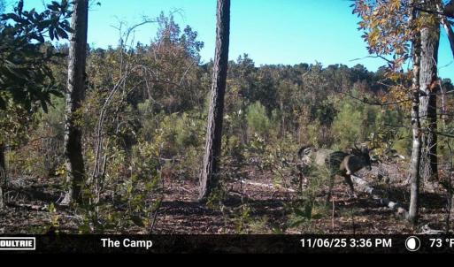 Photo #3 of TBD Chair Rd., Hemingway, SC 30.2 acres