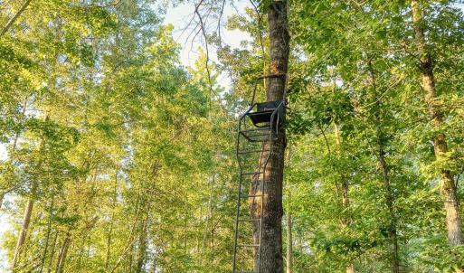 Photo #9 of TBD Chair Rd., Hemingway, SC 30.2 acres