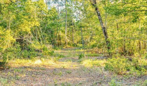 Photo #16 of TBD Chair Rd., Hemingway, SC 30.2 acres