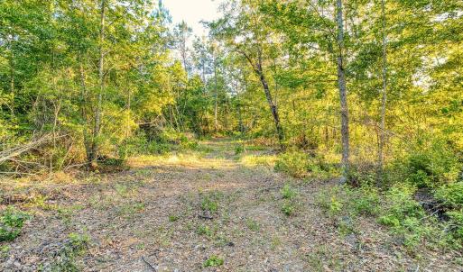Photo #18 of TBD Chair Rd., Hemingway, SC 30.2 acres