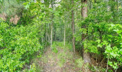 Photo #23 of TBD Chair Rd., Hemingway, SC 30.2 acres