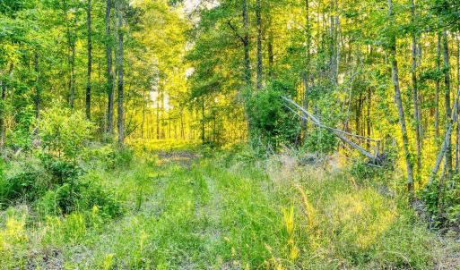 Photo #17 of TBD Chair Rd., Hemingway, SC 30.2 acres