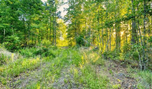 Photo #14 of TBD Chair Rd., Hemingway, SC 30.2 acres