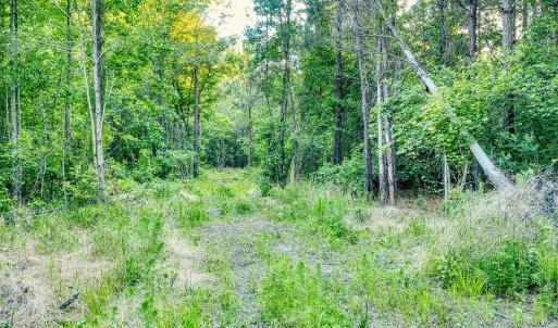 Photo #21 of TBD Chair Rd., Hemingway, SC 30.2 acres