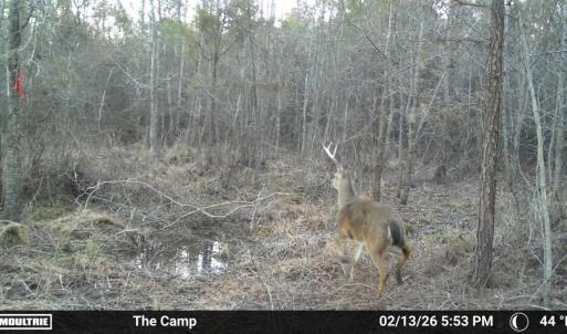 Photo #4 of TBD Chair Rd., Hemingway, SC 30.2 acres