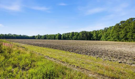 Photo #11 of 9475 Lake Swamp Rd., Nichols, SC 179.0 acres
