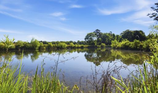 Photo #9 of 9475 Lake Swamp Rd., Nichols, SC 179.0 acres