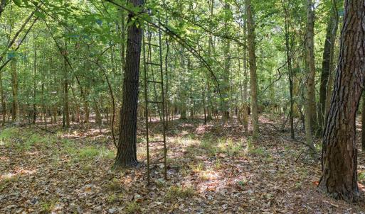 Photo #13 of 9475 Lake Swamp Rd., Nichols, SC 179.0 acres