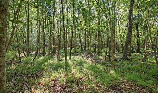 Photo #15 of 9475 Lake Swamp Rd., Nichols, SC 179.0 acres