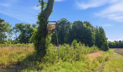 Photo #7 of 9475 Lake Swamp Rd., Nichols, SC 179.0 acres