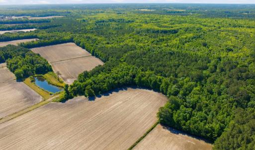 Photo #17 of 9475 Lake Swamp Rd., Nichols, SC 179.0 acres