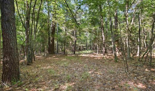 Photo #14 of 9475 Lake Swamp Rd., Nichols, SC 179.0 acres