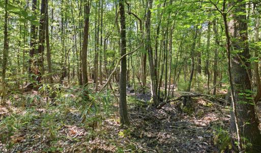 Photo #16 of 9475 Lake Swamp Rd., Nichols, SC 179.0 acres