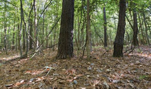 Photo #4 of 9475 Lake Swamp Rd., Nichols, SC 179.0 acres