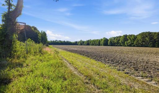 Photo #10 of 9475 Lake Swamp Rd., Nichols, SC 179.0 acres
