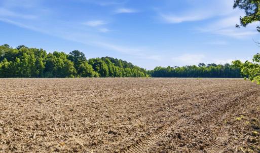 Photo #12 of 9475 Lake Swamp Rd., Nichols, SC 179.0 acres