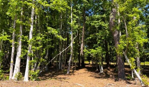 Photo #15 of 9904 Highway 17 North, McClellanville, SC 3.2 acres