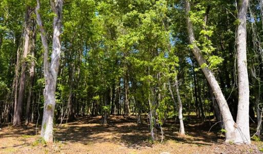 Photo #2 of 9904 Highway 17 North, McClellanville, SC 3.2 acres