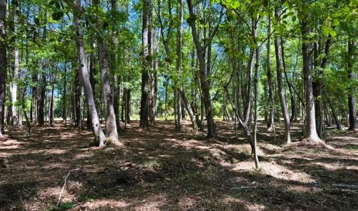 Photo #4 of 9904 Highway 17 North, McClellanville, SC 3.2 acres