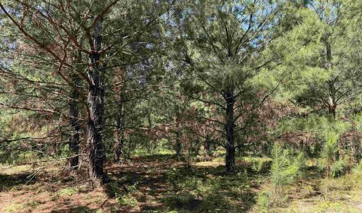 Photo #28 of 43 Acres - 5432 Juneburn Rd., Manning, SC 43.0 acres