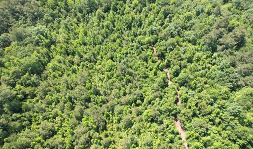 Photo #18 of 43 Acres - 5432 Juneburn Rd., Manning, SC 43.0 acres