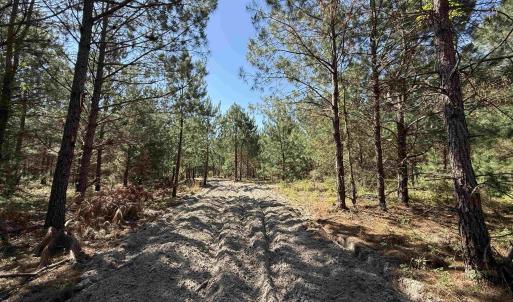Photo #3 of 43 Acres - 5432 Juneburn Rd., Manning, SC 43.0 acres