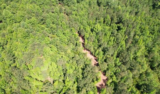 Photo #21 of 43 Acres - 5432 Juneburn Rd., Manning, SC 43.0 acres