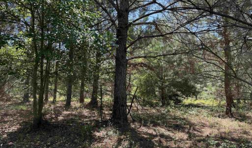 Photo #30 of 43 Acres - 5432 Juneburn Rd., Manning, SC 43.0 acres