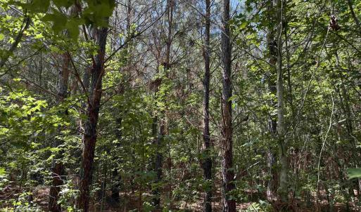 Photo #24 of 43 Acres - 5432 Juneburn Rd., Manning, SC 43.0 acres