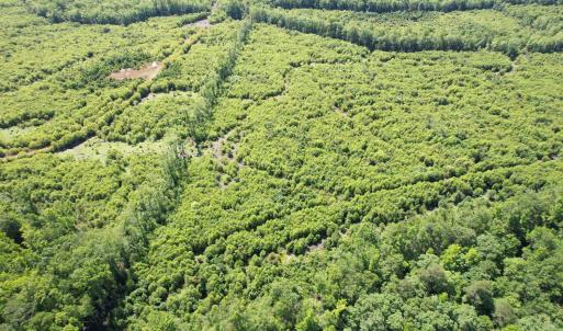 Photo #19 of 43 Acres - 5432 Juneburn Rd., Manning, SC 43.0 acres
