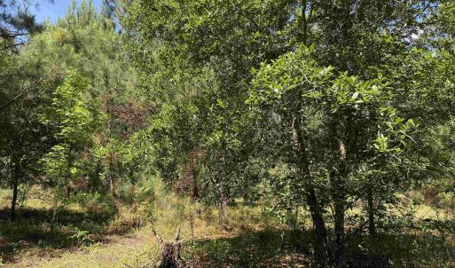 Photo #31 of 43 Acres - 5432 Juneburn Rd., Manning, SC 43.0 acres