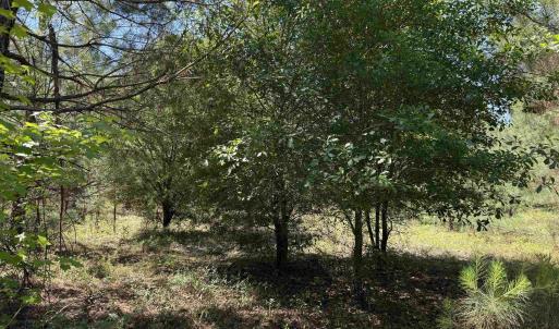 Photo #29 of 43 Acres - 5432 Juneburn Rd., Manning, SC 43.0 acres