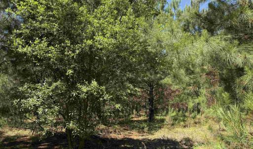 Photo #27 of 43 Acres - 5432 Juneburn Rd., Manning, SC 43.0 acres