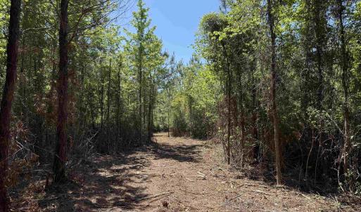 Photo #9 of 43 Acres - 5432 Juneburn Rd., Manning, SC 43.0 acres