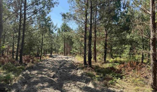 Photo #2 of 43 Acres - 5432 Juneburn Rd., Manning, SC 43.0 acres