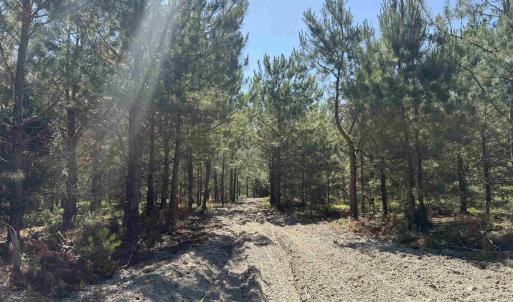 Photo #4 of 43 Acres - 5432 Juneburn Rd., Manning, SC 43.0 acres