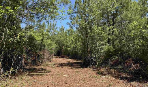 Photo #8 of 43 Acres - 5432 Juneburn Rd., Manning, SC 43.0 acres