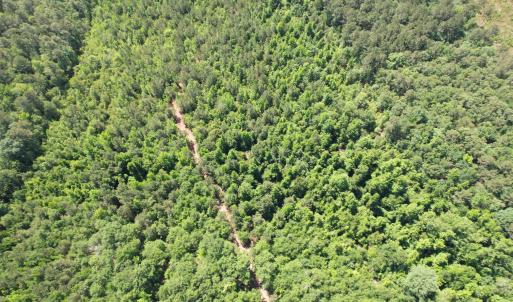 Photo #16 of 43 Acres - 5432 Juneburn Rd., Manning, SC 43.0 acres