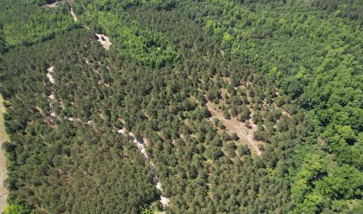 Photo #13 of 43 Acres - 5432 Juneburn Rd., Manning, SC 43.0 acres