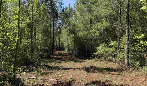 Photo #7 of 43 Acres - 5432 Juneburn Rd., Manning, SC 43.0 acres
