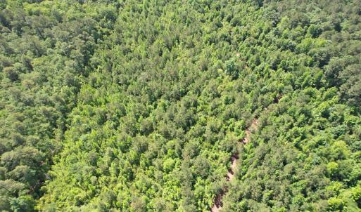 Photo #17 of 43 Acres - 5432 Juneburn Rd., Manning, SC 43.0 acres