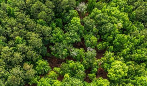 Photo #21 of 2850 Gause Rd., Loris, SC 11.0 acres