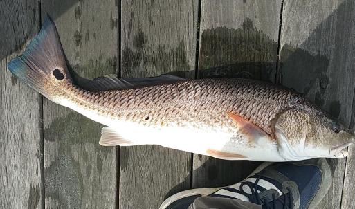 Photo #12 of 32 Crescent Dr., Georgetown, SC 0.1 acres