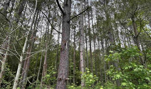 Photo #18 of 2680 Green Sea Rd., Green Sea, SC 112.0 acres