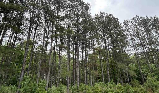 Photo #14 of 2680 Green Sea Rd., Green Sea, SC 112.0 acres