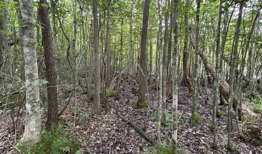 Photo #15 of 2680 Green Sea Rd., Green Sea, SC 112.0 acres